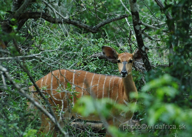 DSC_0665.JPG - The Lowland Nyala (Tragelaphus angasi).