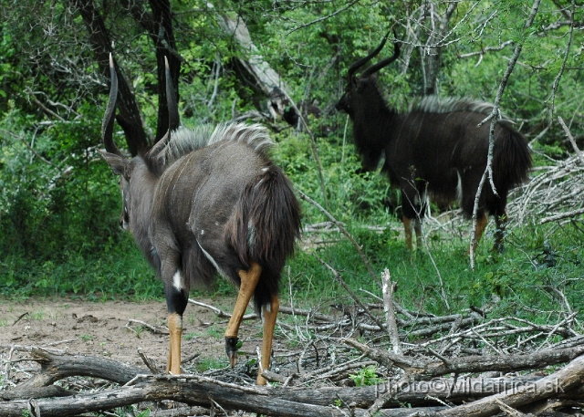 DSC_0693.JPG - The Lowland Nyala (Tragelaphus angasi).