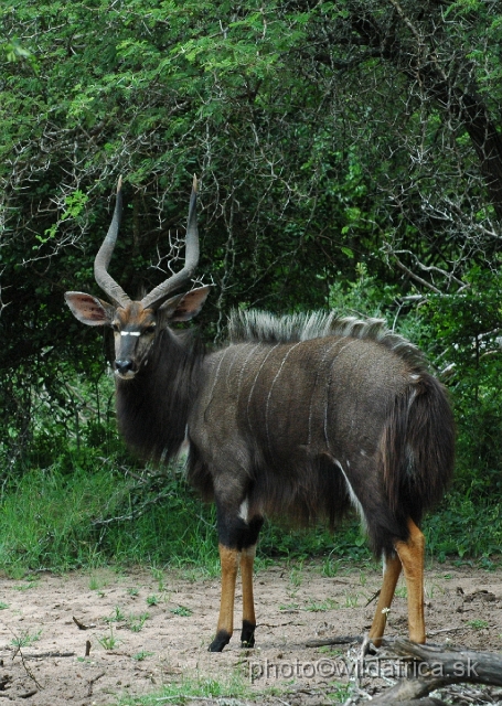 DSC_0698.JPG - The Lowland Nyala (Tragelaphus angasi).