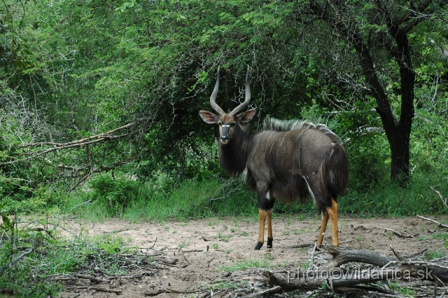 DSC_0700.JPG - The Lowland Nyala (Tragelaphus angasi).