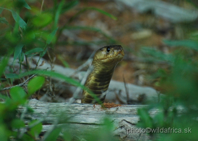 DSC_0712.JPG - The Mozambique Spitting Cobra (Naja mossambica)