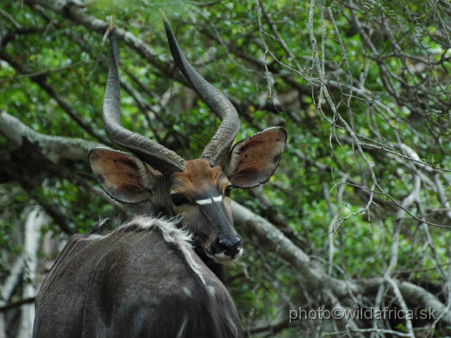 DSC_072549.JPG - The Lowland Nyala (Tragelaphus angasi).