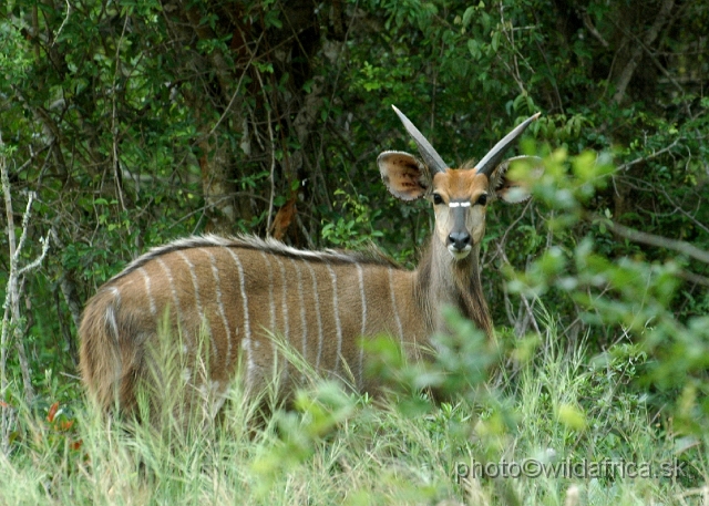 DSC_0728.JPG - The Lowland Nyala (Tragelaphus angasi).