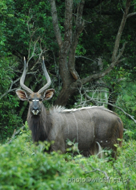 DSC_0735.JPG - The Lowland Nyala (Tragelaphus angasi).