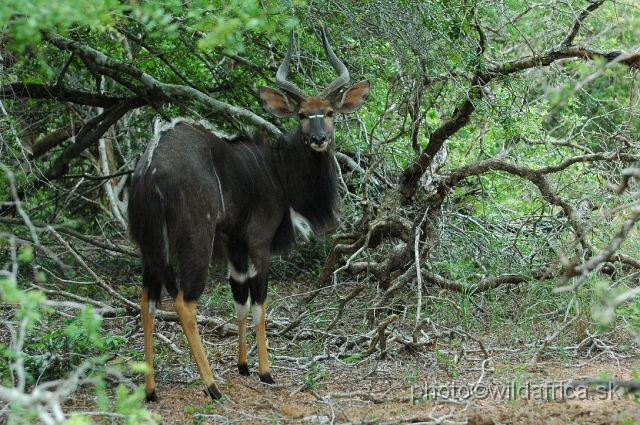 DSC_0744.JPG - The Lowland Nyala (Tragelaphus angasi).