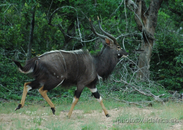 DSC_0761.JPG - The Lowland Nyala (Tragelaphus angasi).