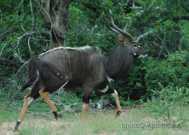 DSC_0762.JPG - The Lowland Nyala (Tragelaphus angasi).