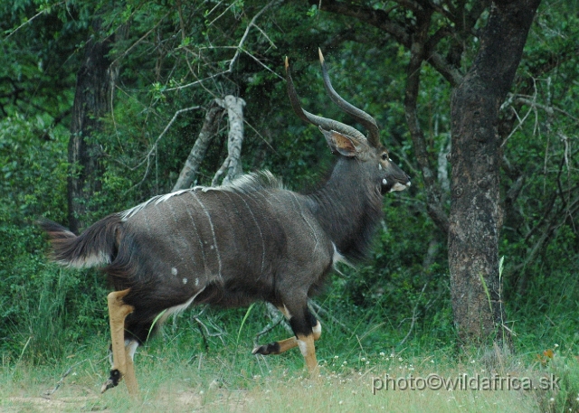 DSC_0763.JPG - The Lowland Nyala (Tragelaphus angasi).The Lowland Nyala (Tragelaphus angasi).