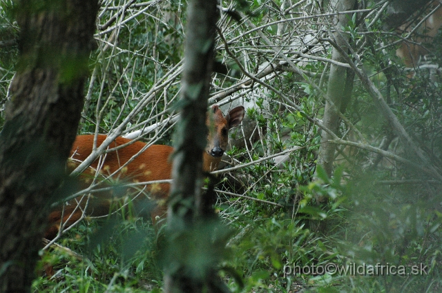 DSC_0768.JPG - Red Forest Duiker (Cephalophus natalensis)