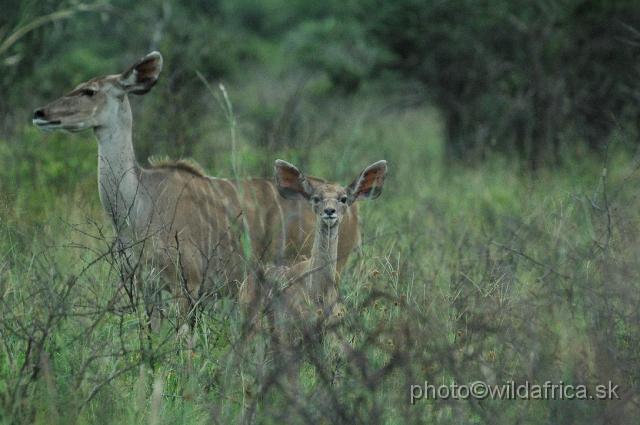 DSC_0775.JPG - Greater Kudu female with young