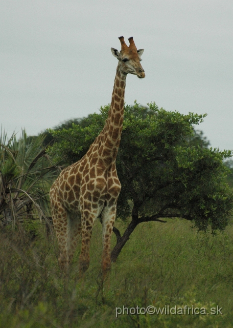 DSC_0781.JPG - We saw only one giraffe during the whole day.