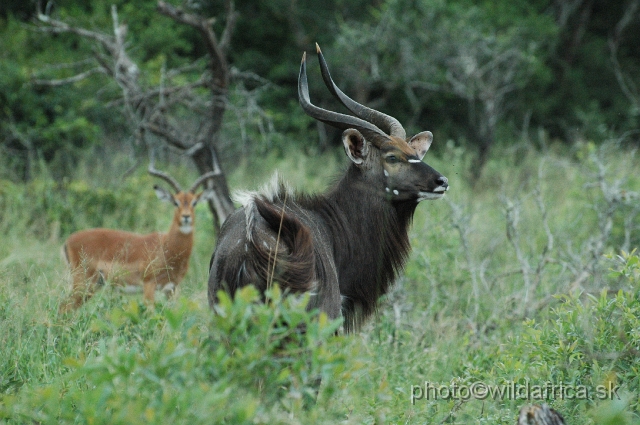 DSC_0789.JPG - The Lowland Nyala (Tragelaphus angasi).