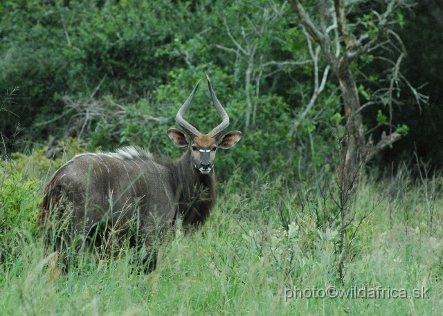 DSC_0793.JPG - The Lowland Nyala (Tragelaphus angasi).