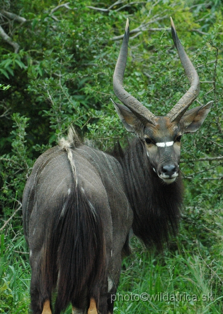 DSC_0812.JPG - The Lowland Nyala (Tragelaphus angasi).