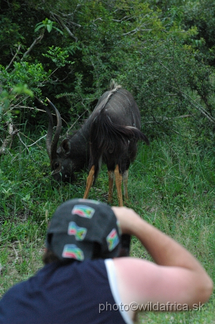 DSC_0818.JPG - The Lowland Nyala (Tragelaphus angasi). The animals in this park had no fear.