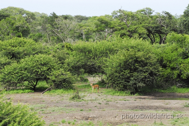 _DSC1967.JPG - Tembe Elephant Park is a proclaimed wilderness on the old Ivory Route.