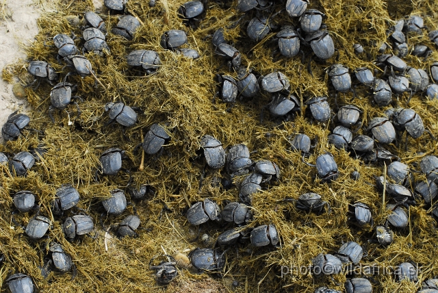 _DSC1974.JPG - The elephant dung beetles