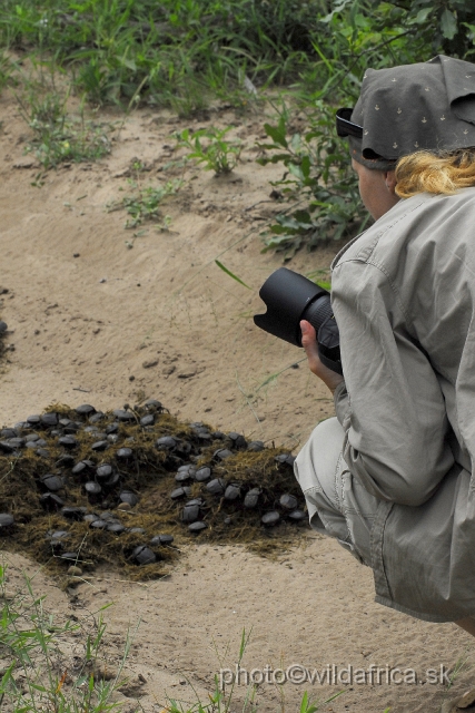 _DSC1977.JPG - Zuzana exploring huge amount of dung beetles