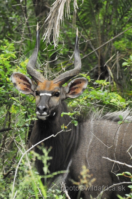 _DSC1993.JPG - The Lowland Nyala (Tragelaphus angasi).