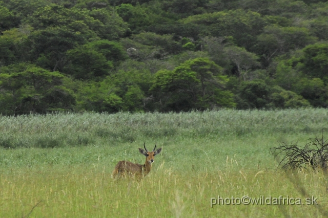 _DSC2006.JPG - Southern Reedbuck (Redunca arundinum)