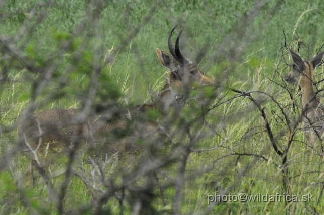 _DSC2009.JPG - Southern Reedbuck (Redunca arundinum)