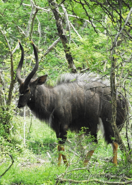 _DSC2019.JPG - The Lowland Nyala (Tragelaphus angasi).