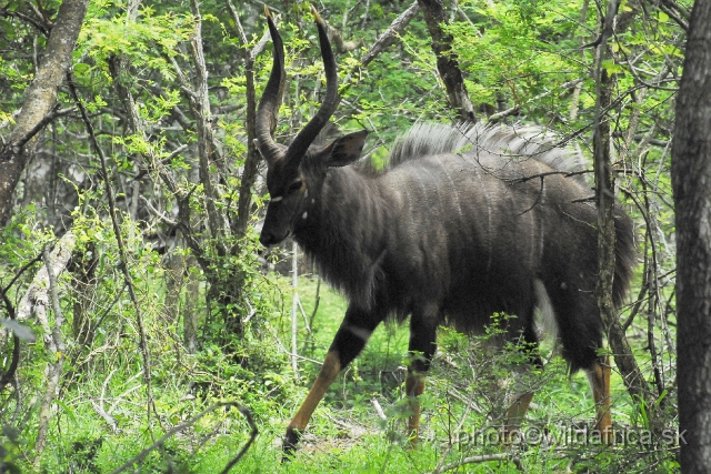 _DSC2020.JPG - The Lowland Nyala (Tragelaphus angasi).