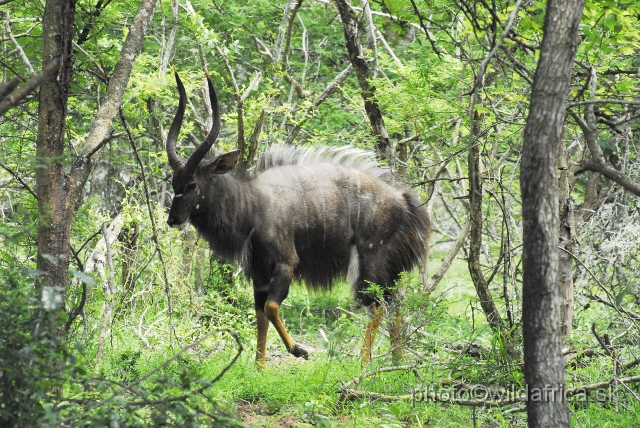 _DSC2025.JPG - The Lowland Nyala (Tragelaphus angasi).