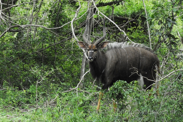 _DSC2028.JPG - The Lowland Nyala (Tragelaphus angasi).