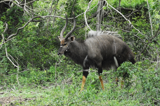 _DSC2030.JPG - The Lowland Nyala (Tragelaphus angasi).