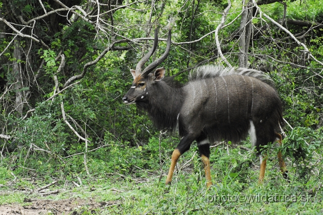 _DSC2031.JPG - The Lowland Nyala (Tragelaphus angasi).