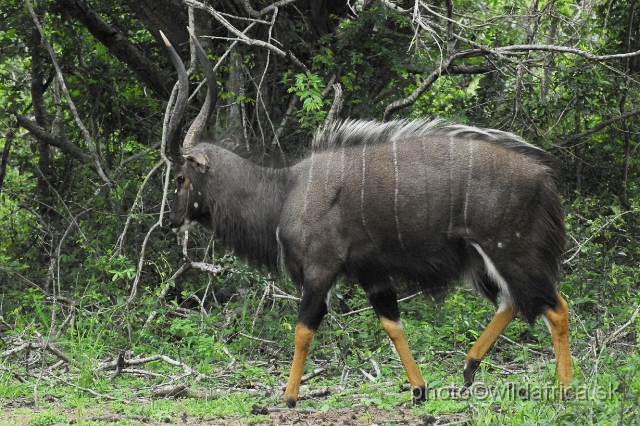 _DSC2035.JPG - The Lowland Nyala (Tragelaphus angasi).