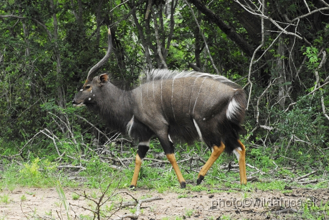 _DSC2038.JPG - The Lowland Nyala (Tragelaphus angasi).