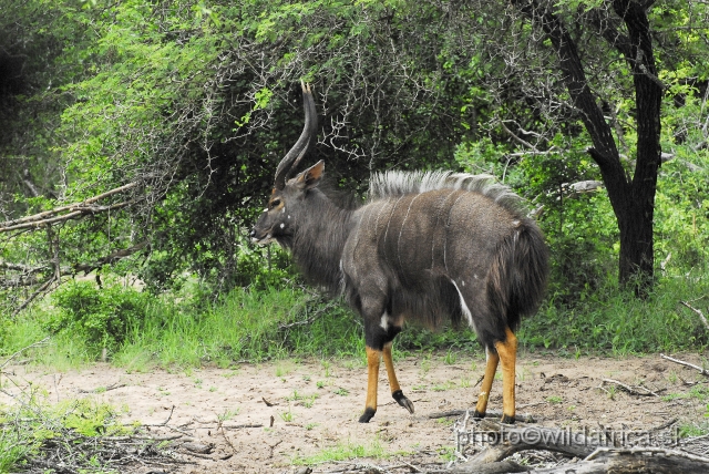 _DSC2041.JPG - The Lowland Nyala (Tragelaphus angasi).