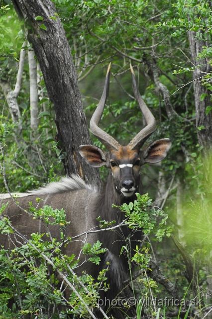 _DSC2057.JPG - The Lowland Nyala (Tragelaphus angasi).