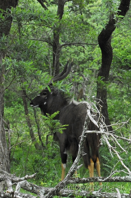 _DSC2076.JPG - The Lowland Nyala (Tragelaphus angasi).