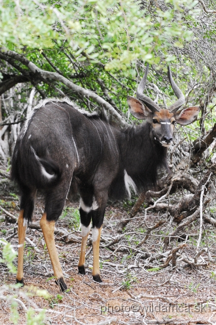 _DSC2078.JPG - The Lowland Nyala (Tragelaphus angasi).