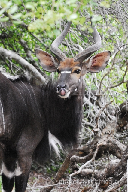 _DSC2080.JPG - The Lowland Nyala (Tragelaphus angasi).