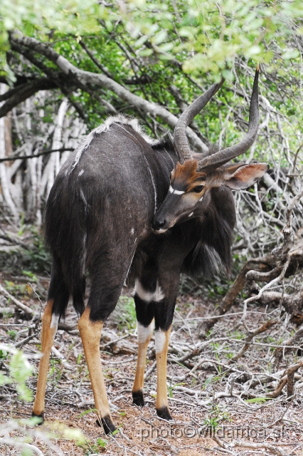 _DSC2081.JPG - The Lowland Nyala (Tragelaphus angasi).