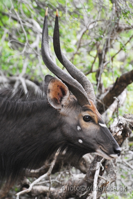 _DSC2083.JPG - The Lowland Nyala (Tragelaphus angasi).