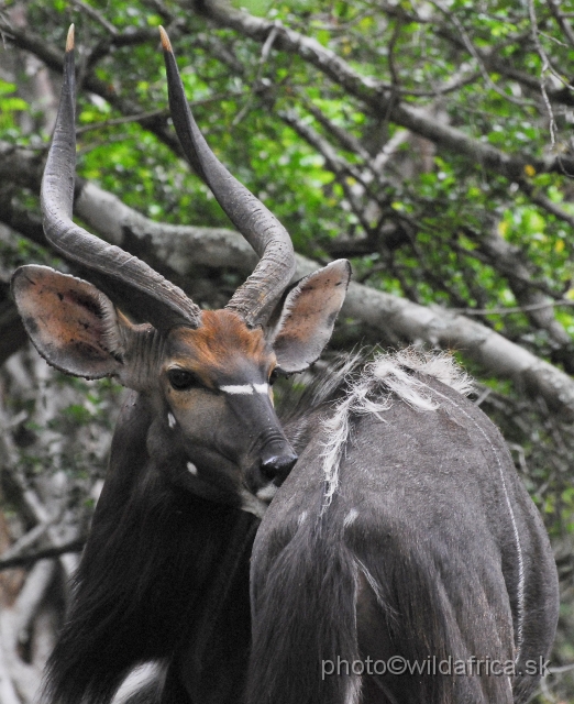 _DSC2087.JPG - The Lowland Nyala (Tragelaphus angasi).