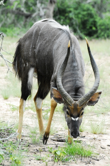 _DSC2089.JPG - The Lowland Nyala (Tragelaphus angasi).