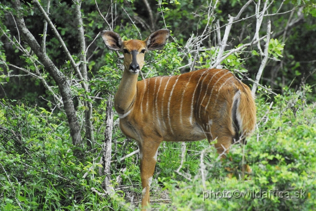 _DSC2096.JPG - The Lowland Nyala (Tragelaphus angasi).