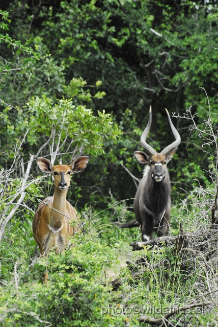 _DSC2098.JPG - The Lowland Nyala (Tragelaphus angasi).