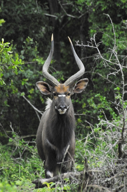 _DSC2099.JPG - The Lowland Nyala (Tragelaphus angasi).