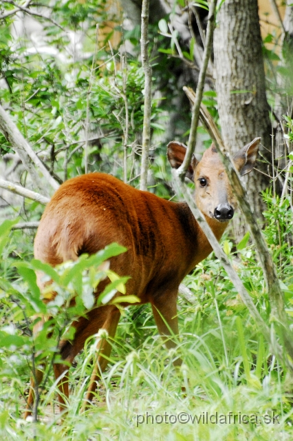 _DSC2101.JPG - Red Forest Duiker