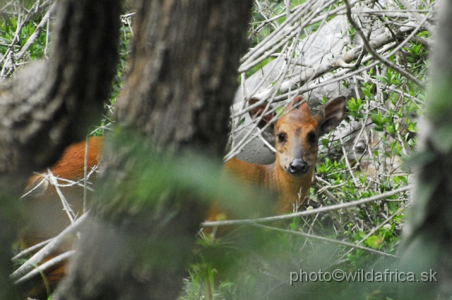 _DSC2103.JPG - Red Forest Duiker