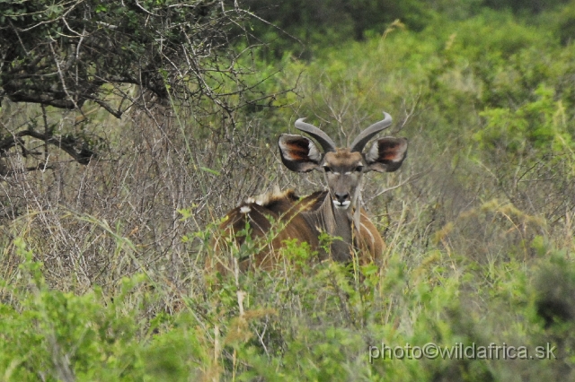 _DSC2107.JPG - Greater Kudu, young male