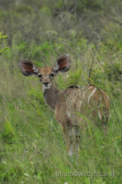 _DSC2116.JPG - Greater Kudu infant