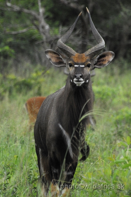 _DSC2118.JPG - The Lowland Nyala (Tragelaphus angasi).